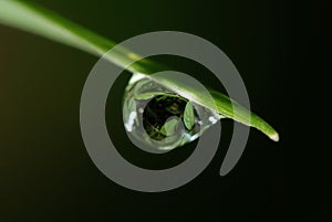 Grass and water droplet