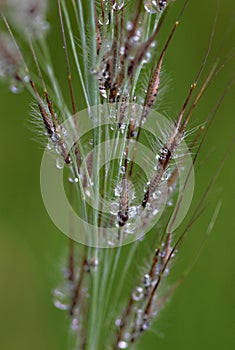 Grass and water droplets