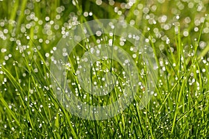 Grass with water droplets