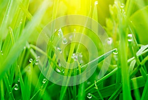 Grass with water drops