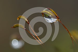 Grass and water drops photo