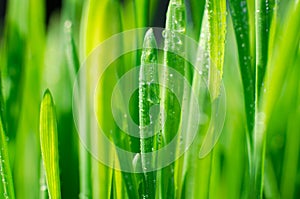 Grass with water drops. Beautiful green wheat germ background