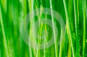 Grass with water drops. Beautiful green wheat germ background