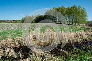 Grass and water in front of green field, copse and blue sky