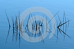 Grass in the water of pond