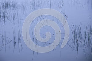 Grass on water & reflection abstract photography
