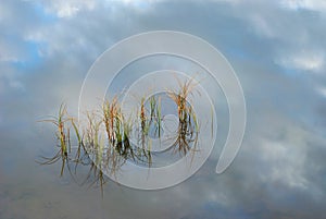 Grass in water, reflection sky