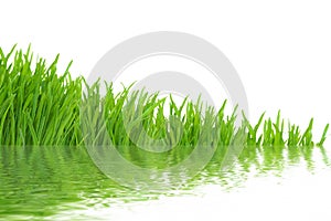 Grass with water reflections, isolated