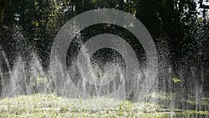 Grass water spray in trunk woods forest,sunshine on lawn backdrop background.