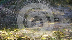 Grass water spray in woods,sunshine rainbow on lawn backdrop,droplets background.