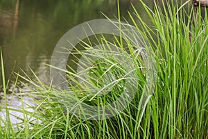 Grass and water before sunset for background