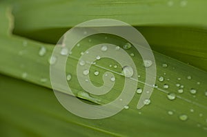 Grass,  waterdrops, dews, wet leaves, close up shot