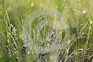 Grass on morning meadow