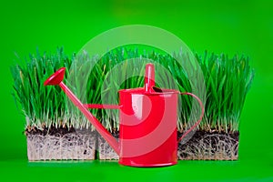 Grass and watering can