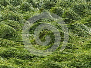 Grass waves