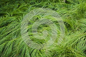 Grass waves background photo