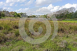 A Weed Choked Lagoon photo