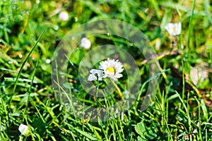 Grass and weed flower