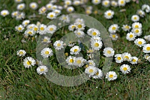 Grass and weed flower