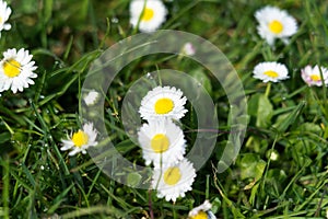 Grass and weed flower