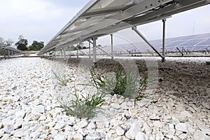 Grass Weed Growing up on Solar Farm Ground