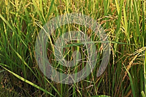 Grass weed in rice field, Leptochloa