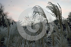 White grass in the park