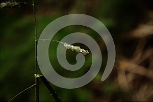 Grass whit rain