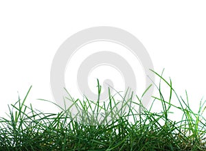 Grass on White Background