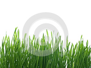 Grass on White Background