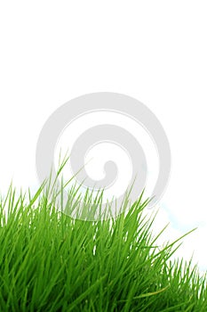 Grass on white background