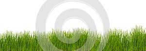 grass on white background