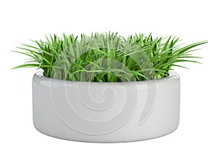 Grass in a white flower pot