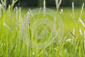 Grass white and green Background