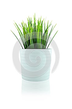 Grass in white pot