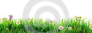 Grass and wild flowers isolated