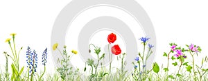 Grass and wildflowers isolated background