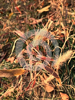 The Grass Will Decay in Autumn