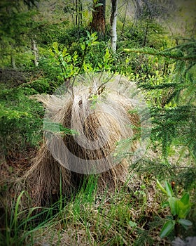 Grass and willow tuft in dense vegetation looks like creature covered by hair