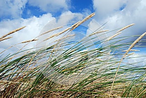Grass in the wind