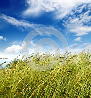 Grass and wind blowing