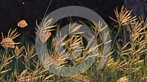 Grass in wind at sunset .