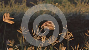 Grass in wind at sunset .