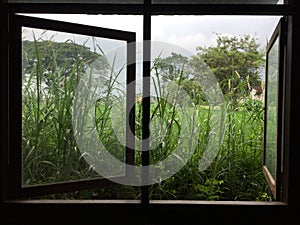 Grass by the window in a coffee shop