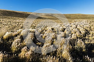 Grass in windy Patagonia plains