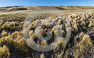 Grass in windy Patagonia plains