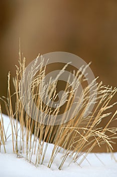 Grass in the Winter