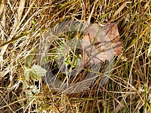 Grass after the winter.