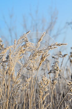 Grass in winter hoarfrost