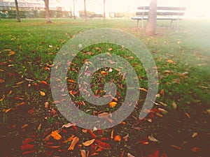 Grass in wolking side